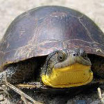 Turtles holding ground in court – Day 1, 2 and 3 PECFN reports