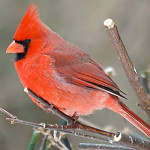 Your favourite bird photograph may be a winner