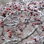 County hopes for assistance to offset ice storm clean up costs