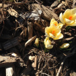 Happy Spring!