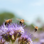 ‘Pollinator Friendly Roadside Zone’ proposed as refuge